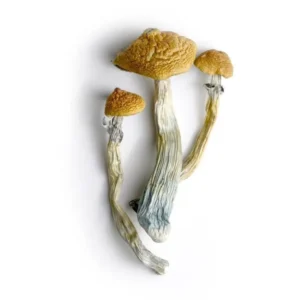 magic mushrooms online shop uk