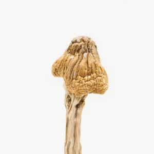 magic mushrooms online shop uk