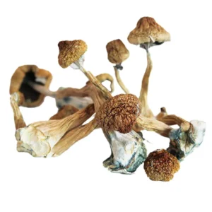 magic mushrooms online shop uk