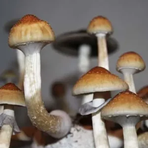 buy magic mushrooms spores online uk