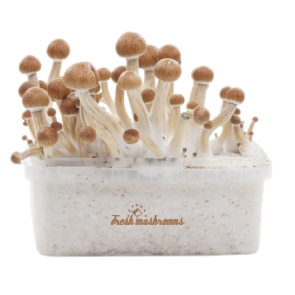 Buy Magic mushrooms Grow kits uk