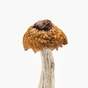 magic mushrooms online shop uk