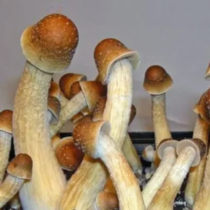 magic mushroom kits uk only