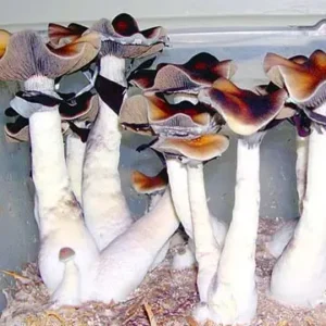 buy magic mushrooms spores online uk