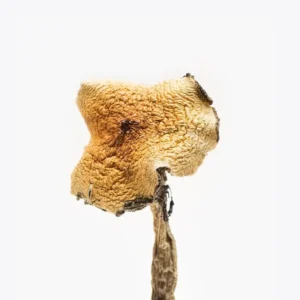 magic mushrooms online shop uk