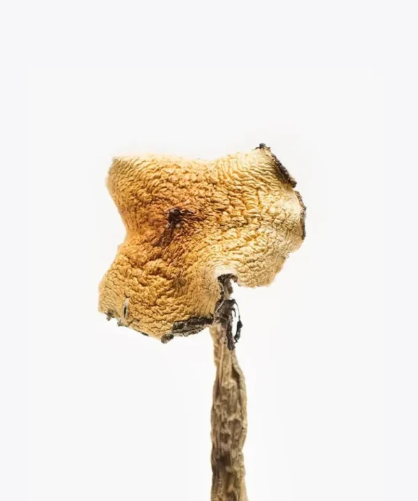 magic mushrooms online shop uk